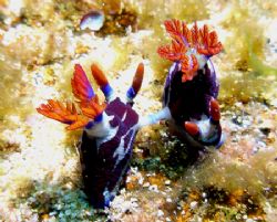 Nudis in caught in the act. Quobba Coastline Western Aust... by Brad Cox 